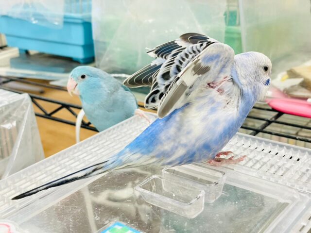 セキセイインコ