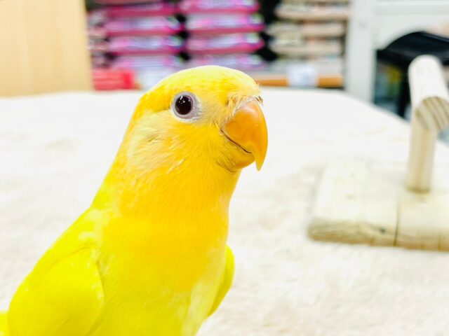 コザクラインコ（小桜インコ）