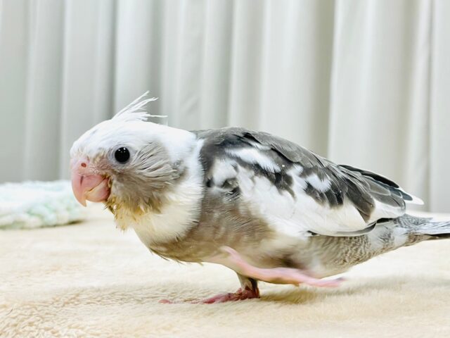【最新画像更新🪄】ひな鳴きが止まらない☆オカメインコ(ホワイトフェイスパイド)ヒナ オカメインコ