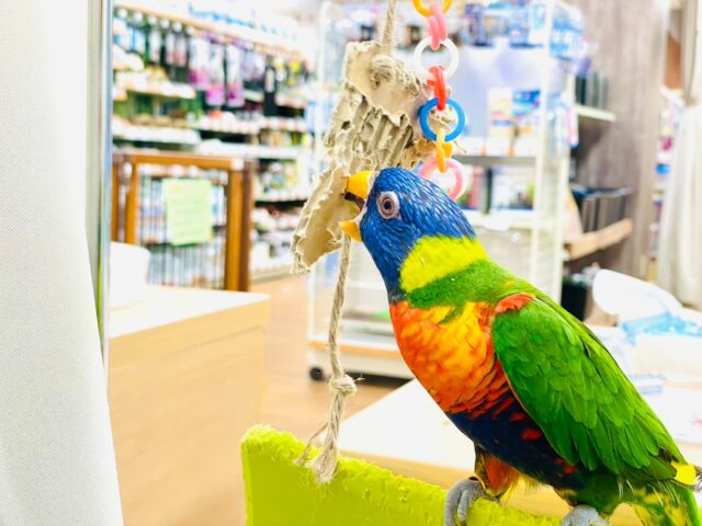 ゴシキセイガイインコ