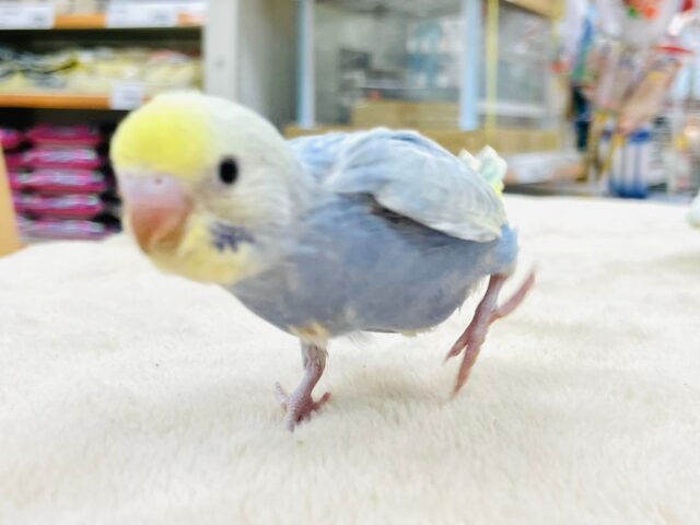 セキセイインコ