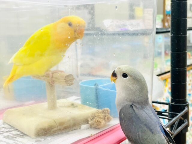 コザクラインコ（小桜インコ）
