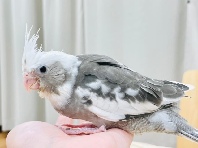 【最新画像更新🪄】ひな鳴きが止まらない☆オカメインコ(ホワイトフェイスパイド)ヒナ オカメインコ