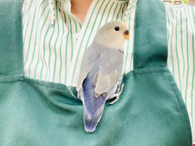 コザクラインコ（小桜インコ）