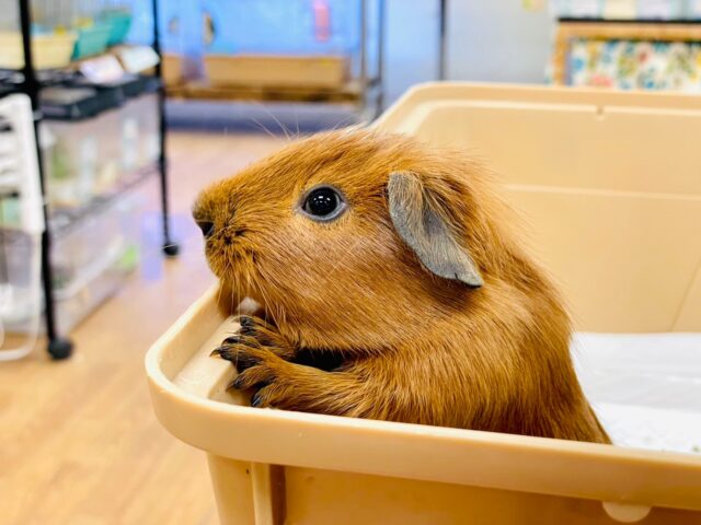 ロシアンモルモット