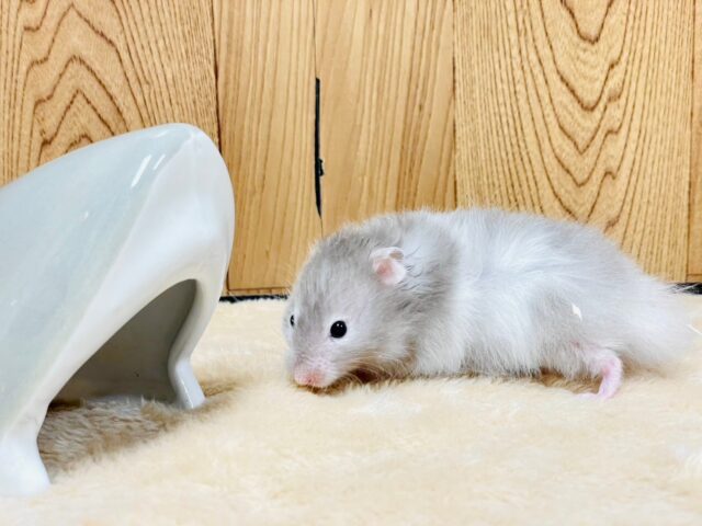 ゴールデンハムスター