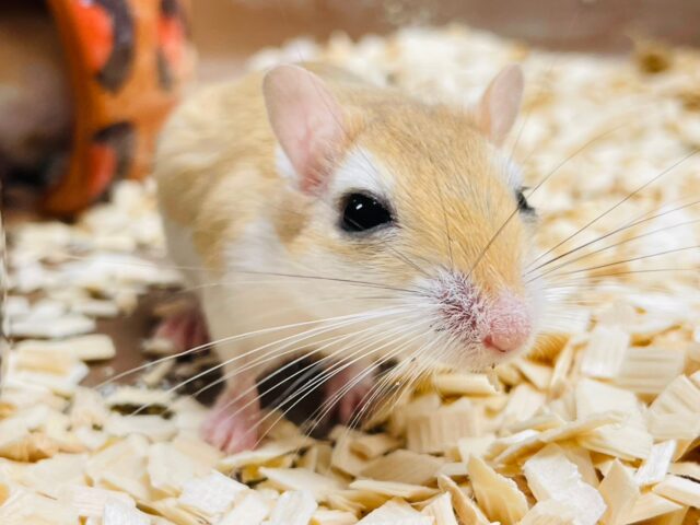 チーズマンジャービル