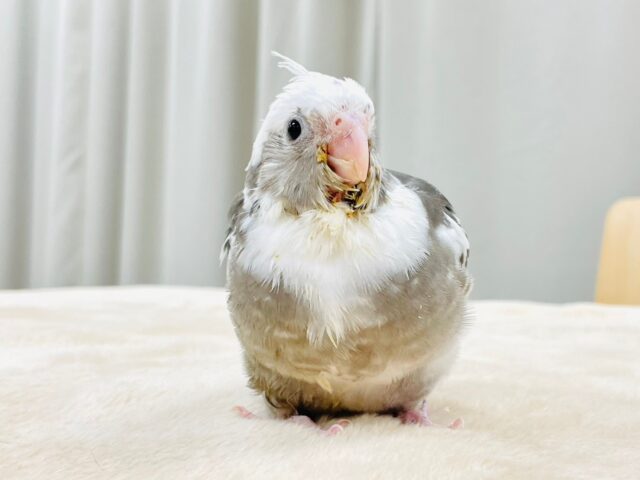 【最新画像更新🪄】ひな鳴きが止まらない☆オカメインコ(ホワイトフェイスパイド)ヒナ オカメインコ