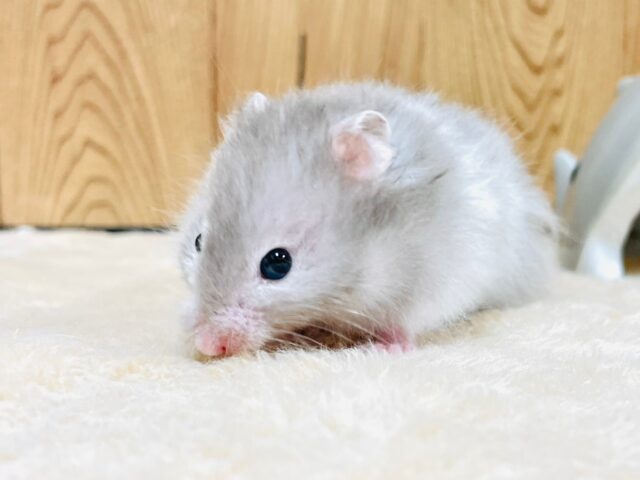 ゴールデンハムスター