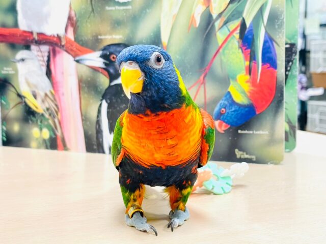 ゴシキセイガイインコ