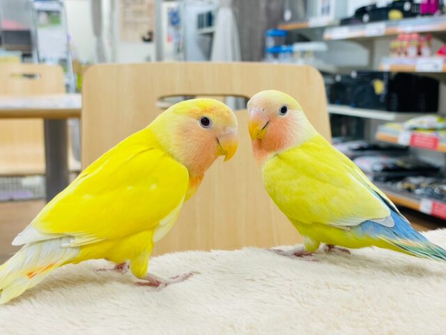 コザクラインコ（小桜インコ）