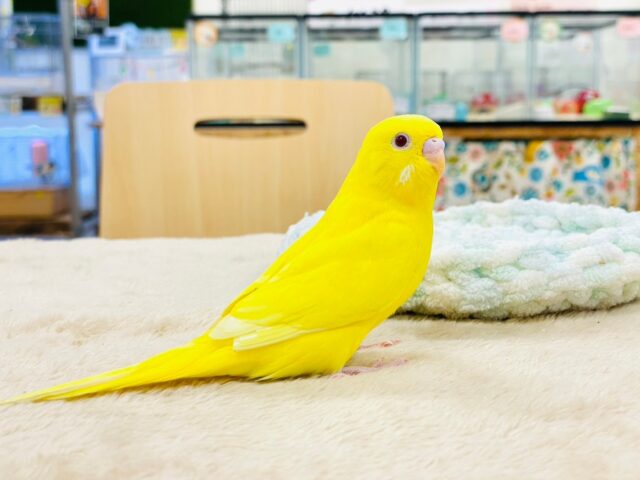 セキセイインコ