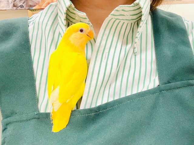 コザクラインコ（小桜インコ）