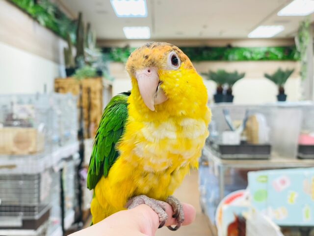 シロハラインコ
