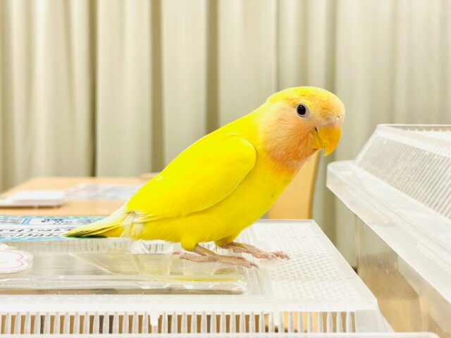 コザクラインコ（小桜インコ）