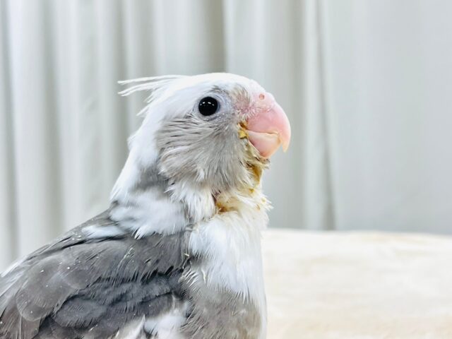 【最新画像更新🪄】ひな鳴きが止まらない☆オカメインコ(ホワイトフェイスパイド)ヒナ オカメインコ