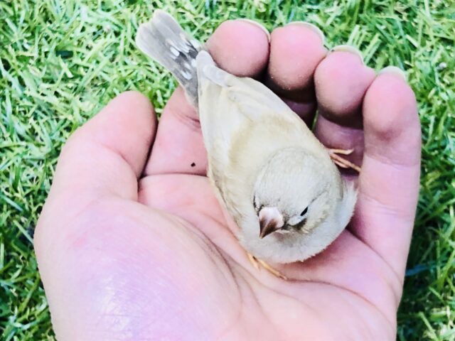 錦花鳥（キンカチョウ）