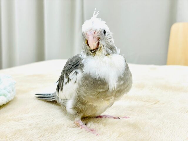【最新画像更新🪄】ひな鳴きが止まらない☆オカメインコ(ホワイトフェイスパイド)ヒナ オカメインコ