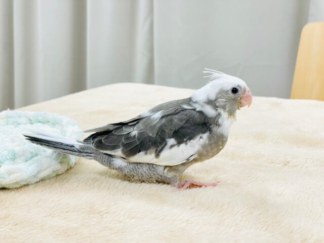 【最新画像更新🪄】ひな鳴きが止まらない☆オカメインコ(ホワイトフェイスパイド)ヒナ オカメインコ