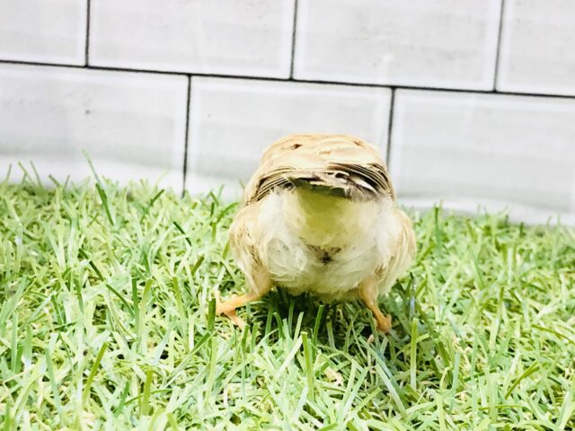 錦花鳥（キンカチョウ）