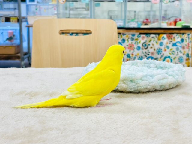セキセイインコ
