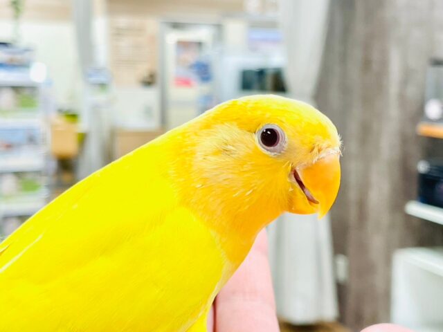 コザクラインコ（小桜インコ）