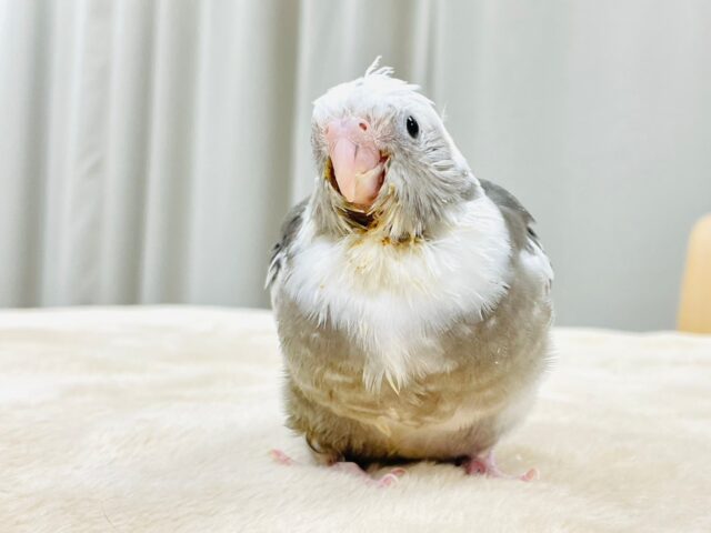 【最新画像更新🪄】ひな鳴きが止まらない☆オカメインコ(ホワイトフェイスパイド)ヒナ オカメインコ
