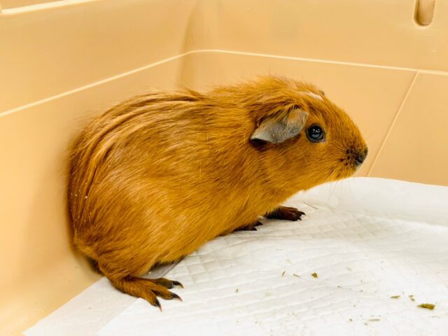 ロシアンモルモット