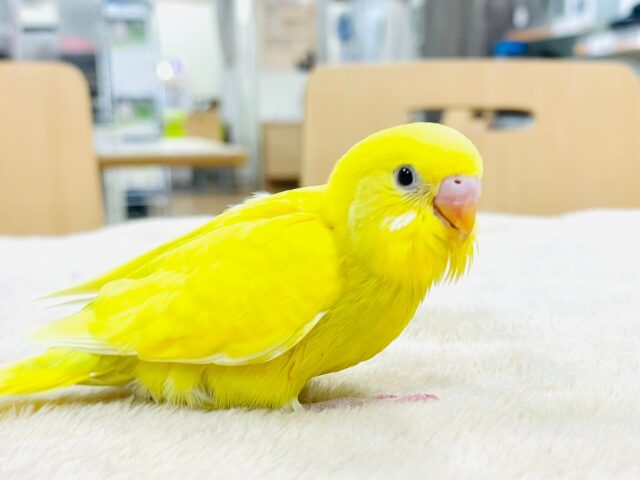 セキセイインコ