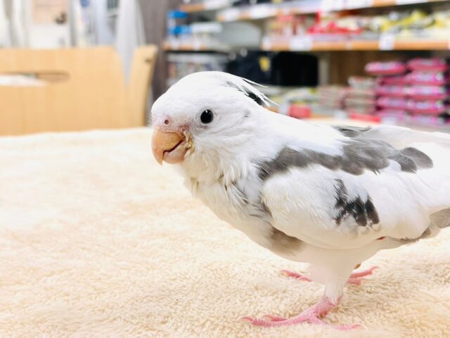オカメインコ
