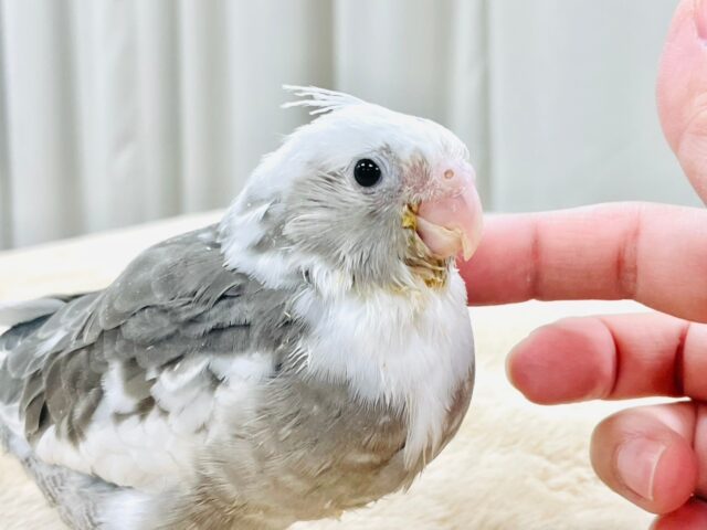 【最新画像更新🪄】ひな鳴きが止まらない☆オカメインコ(ホワイトフェイスパイド)ヒナ オカメインコ