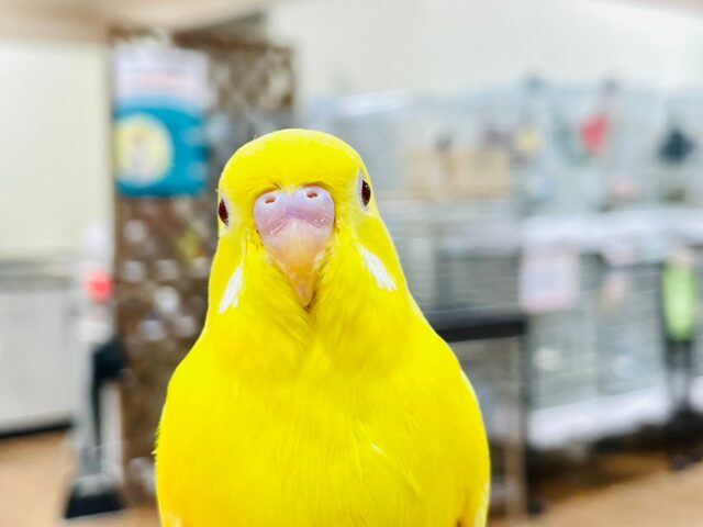 セキセイインコ