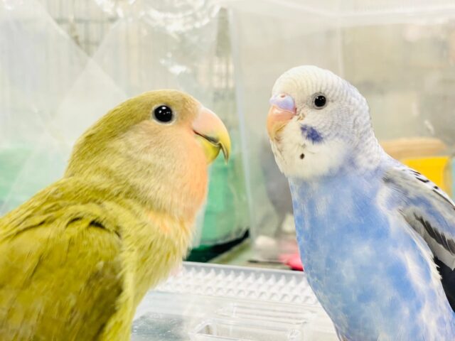 セキセイインコ