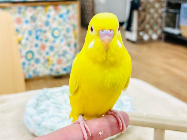 セキセイインコ