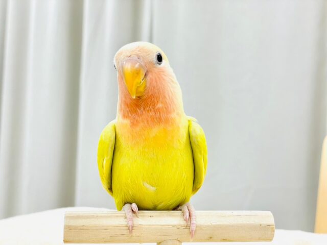 コザクラインコ（小桜インコ）