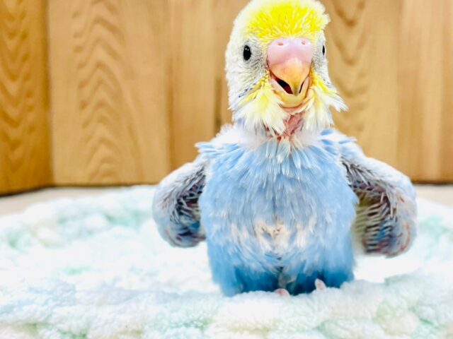 セキセイインコ