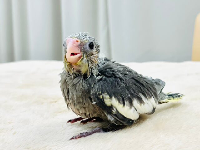 オカメインコ