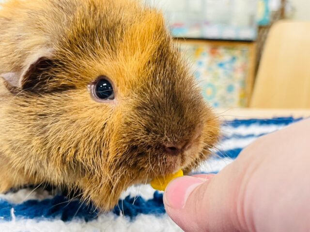 アルパカモルモット