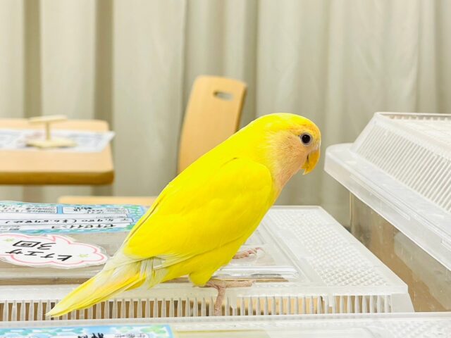 コザクラインコ（小桜インコ）