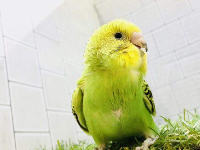 セキセイインコ