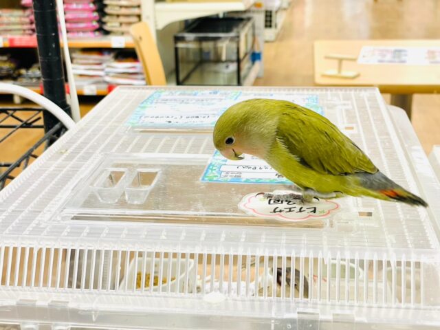 コザクラインコ（小桜インコ）