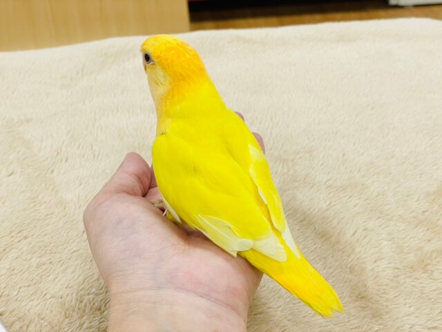 コザクラインコ（小桜インコ）