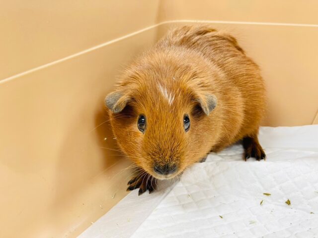 ロシアンモルモット