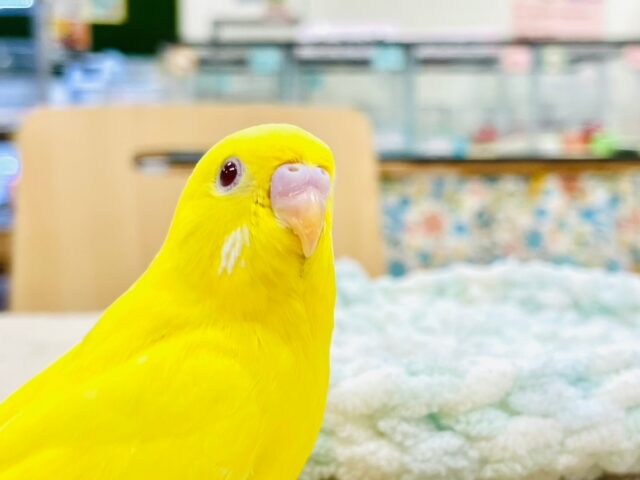 セキセイインコ