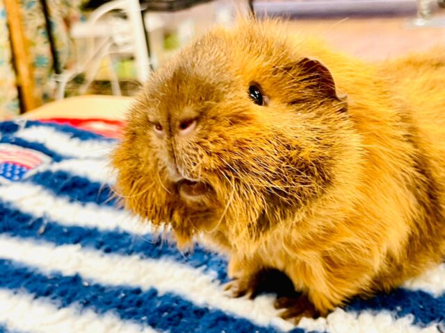 アルパカモルモット