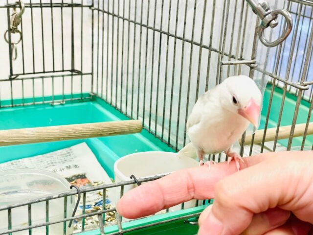 白文鳥