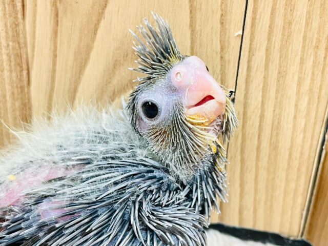 オカメインコ