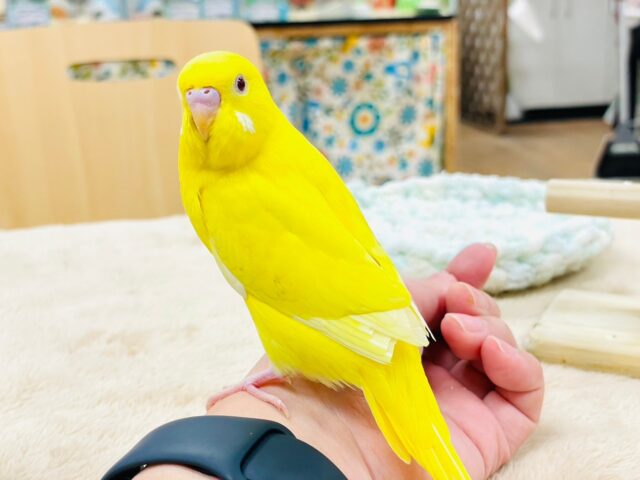 セキセイインコ