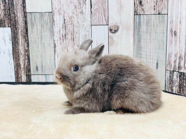 ネザーランドドワーフ