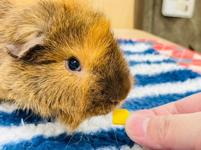 アルパカモルモット